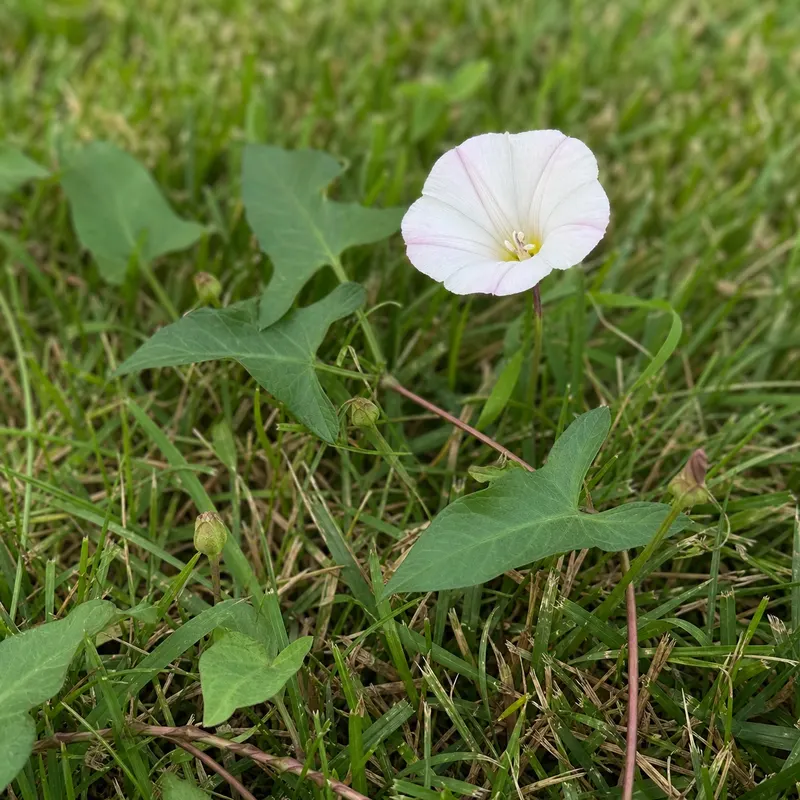 bindweed