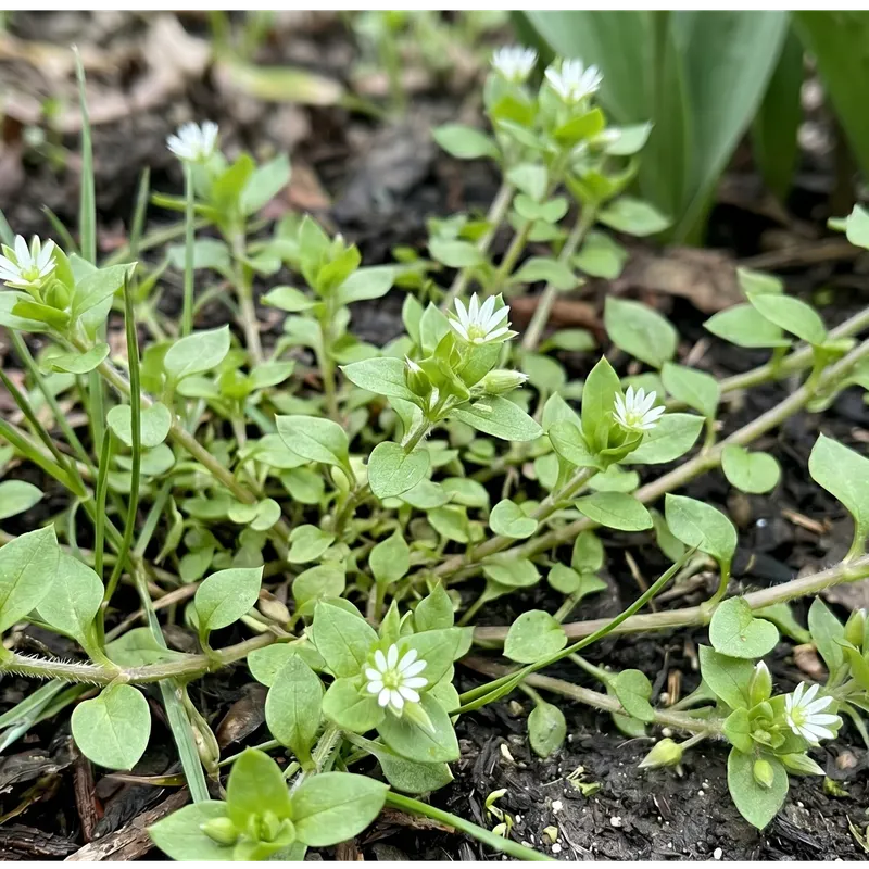 chickweed