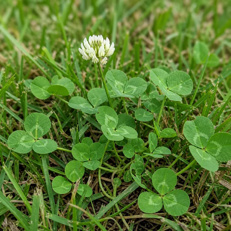 clover