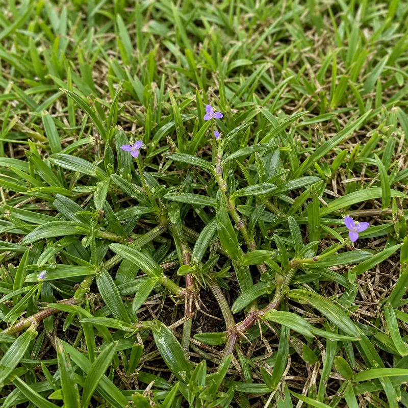 doveweed