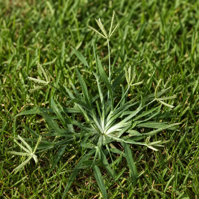 goosegrass