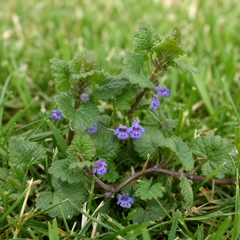 ground ivy