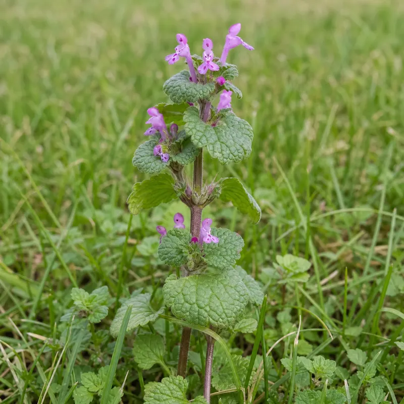 henbit
