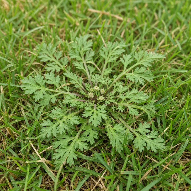 lawn burweed