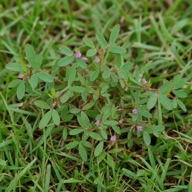 lespedeza