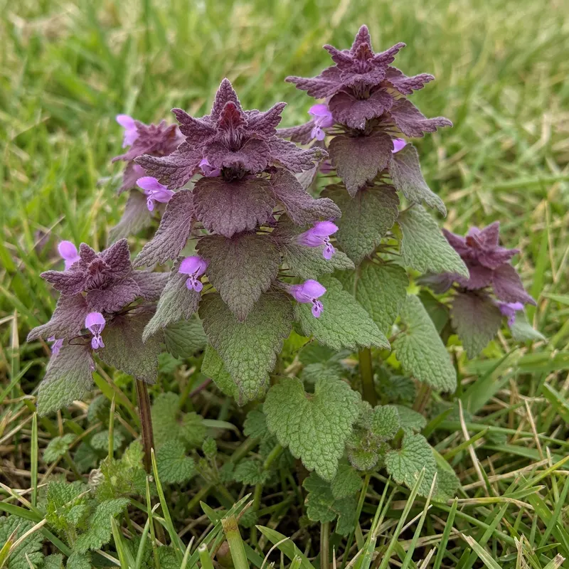 purple deadnettle