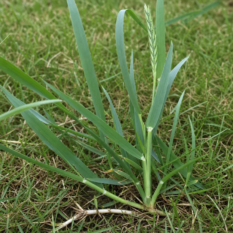 quackgrass