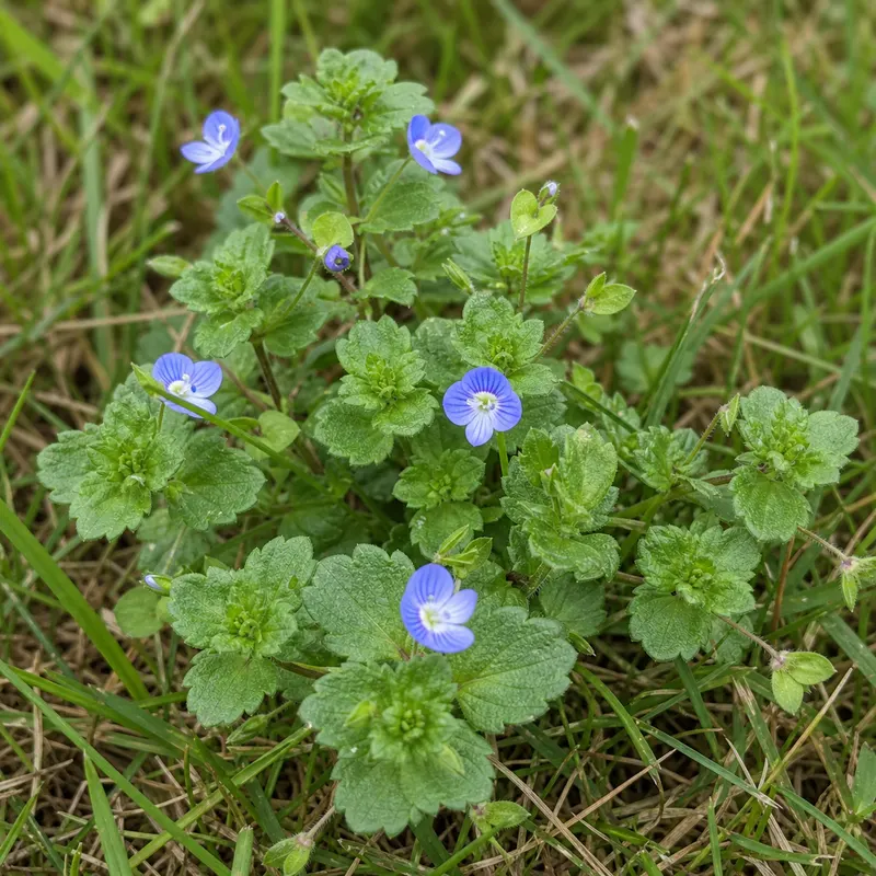 speedwell