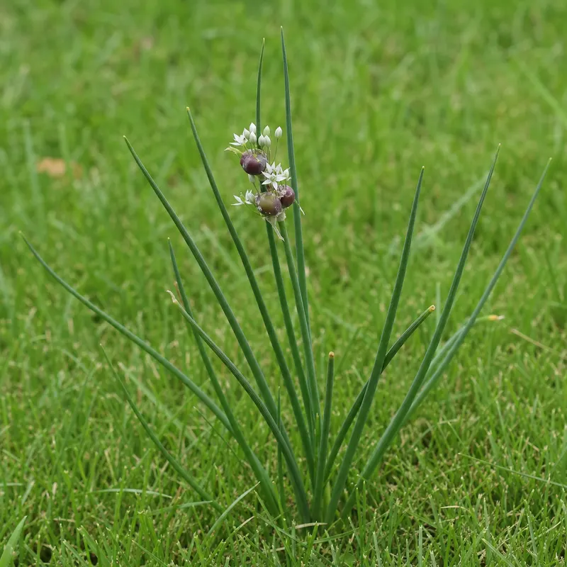 wild garlic