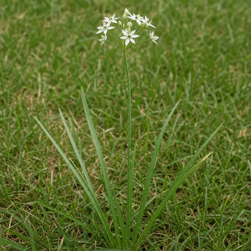 wild onion